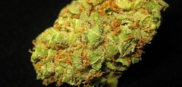 Buy Cinderella 99 Strain online