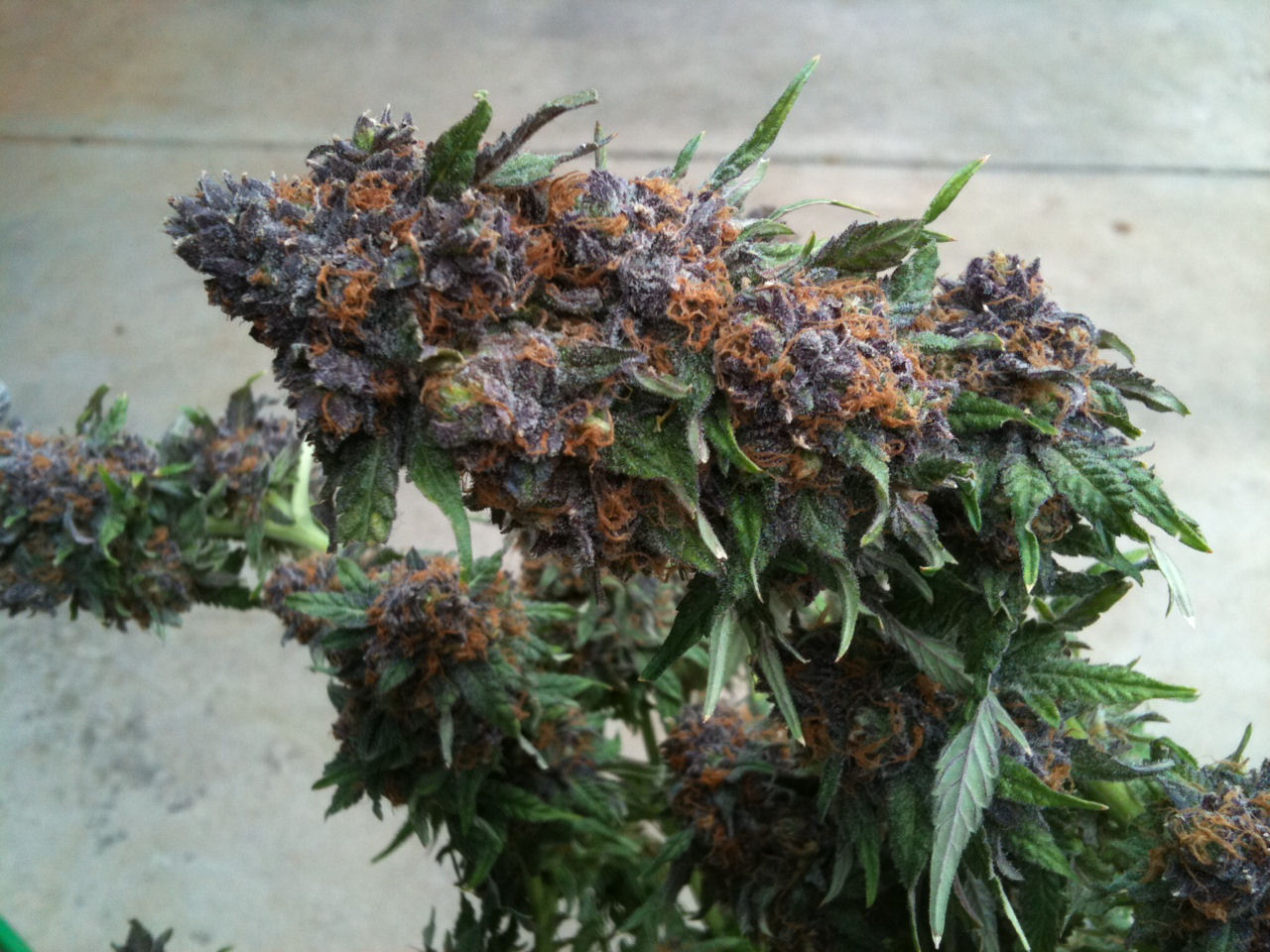 Purple Kush Strain